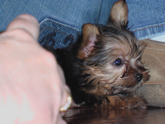 ❤️Im a Yorkie, looking for a loving family ❤️*catalinamarisol3@gmail.com*(201) 742-7157 Image eClassifieds4u