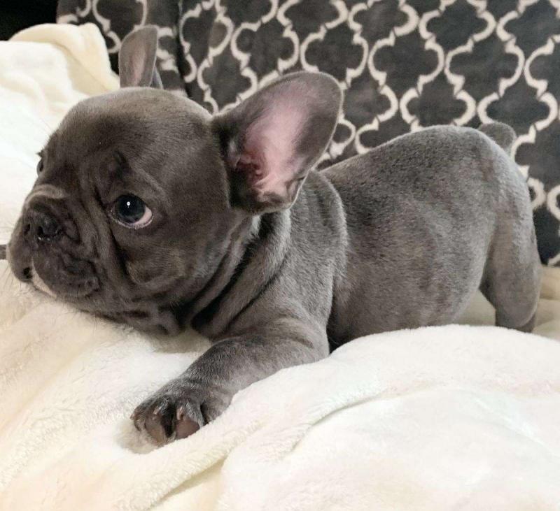 !Males French Bulldog only available!❤️catalinamarisol3@gmail.com❤️(201) 742-7157 Image eClassifieds4u