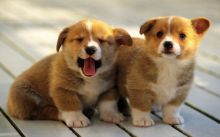 🟥🍁🟥 ADORABLE CANADIAN 💗🍀PEMBROKE WELSH CORGI🐕🐕PUPPIES 🟥🍁🟥
