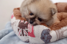 3 Tea cup Pomeranian❤️catalinamarisol3@gmail.com❤️(201) 742-7157