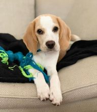 Beagle Puppies For Re-homing