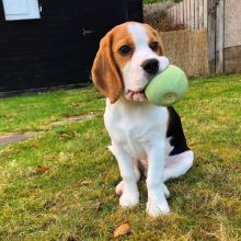 Beagle Puppies For Re-homing