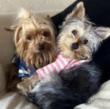 🟥🍁🟥 ADORABLE CANADIAN 💗🍀YORKIE🐕🐕PUPPIES 🟥🍁🟥