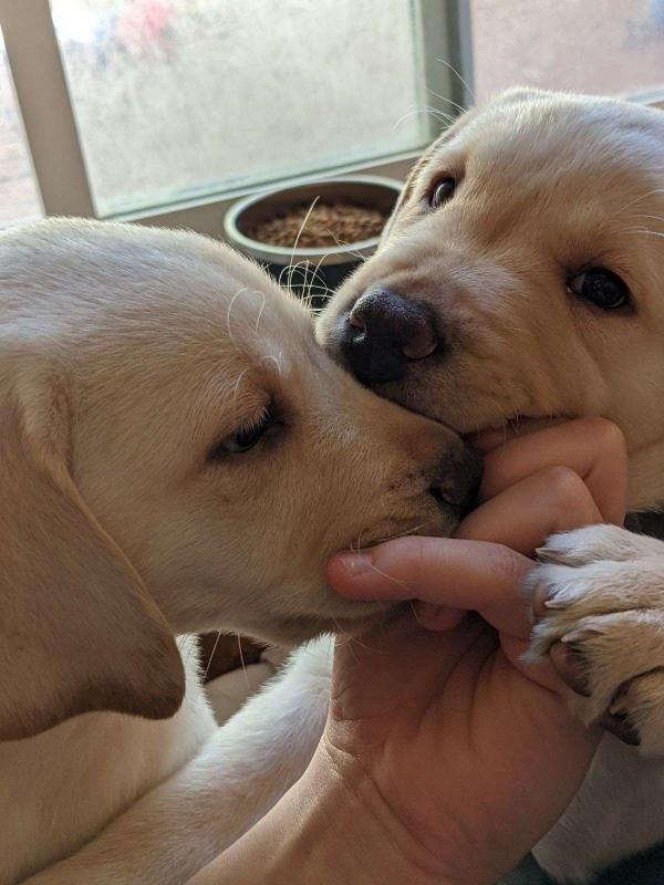 4 month old chocolate lab❤️catalinamarisol3@gmail.com❤️(201) 742-7157 Image eClassifieds4u