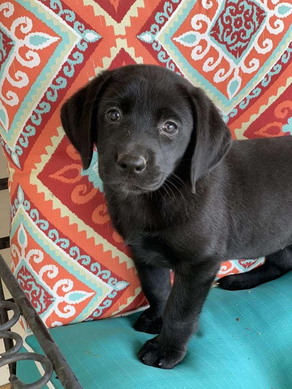 4 month old chocolate lab❤️catalinamarisol3@gmail.com❤️(201) 742-7157 Image eClassifieds4u