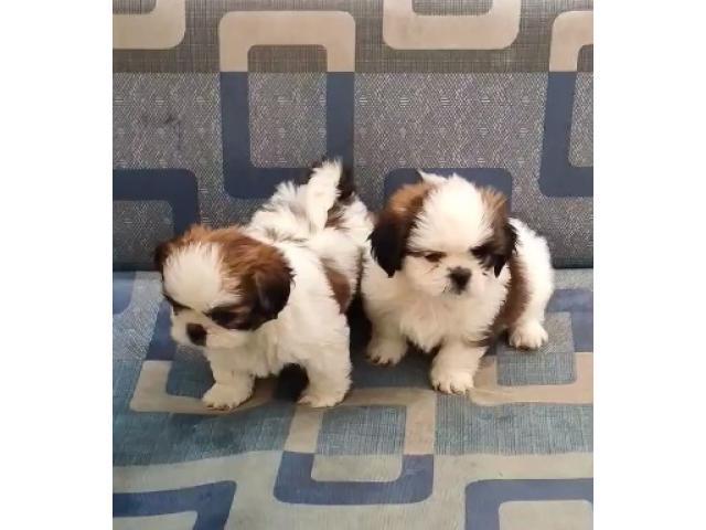 🟥🍁🟥 ADORABLE CANADIAN 💗🍀SHIH TZU🐕🐕PUPPIES 🟥🍁🟥 Image eClassifieds4u