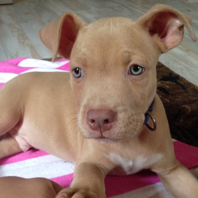 Beautiful CLASSIC American Pitbull Terrier PUPPIES❤️catalinamarisol3@gmail.com❤️(201) 742-71 Image eClassifieds4u