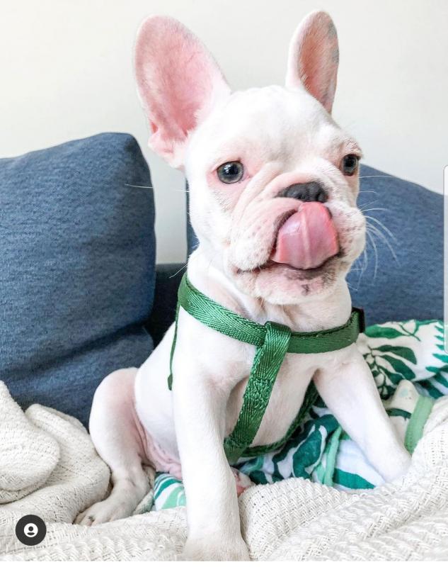 Black and fawn French Bulldog Puppies available*catalinamarisol3@gmail.com*(201) 742-7157 Image eClassifieds4u