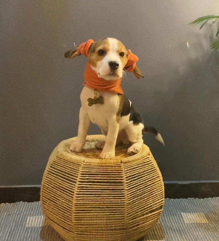 Cute Lovely Beagle Puppies male and female for adoption Image eClassifieds4u