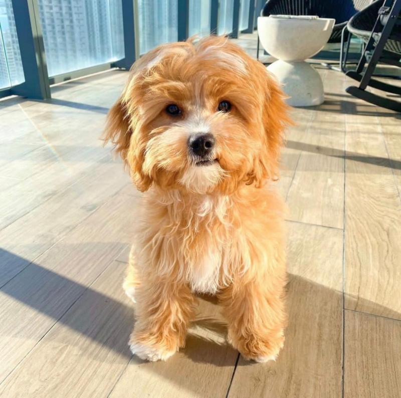 Cute Lovely cavapoo Puppies male and female for adoption Image eClassifieds4u