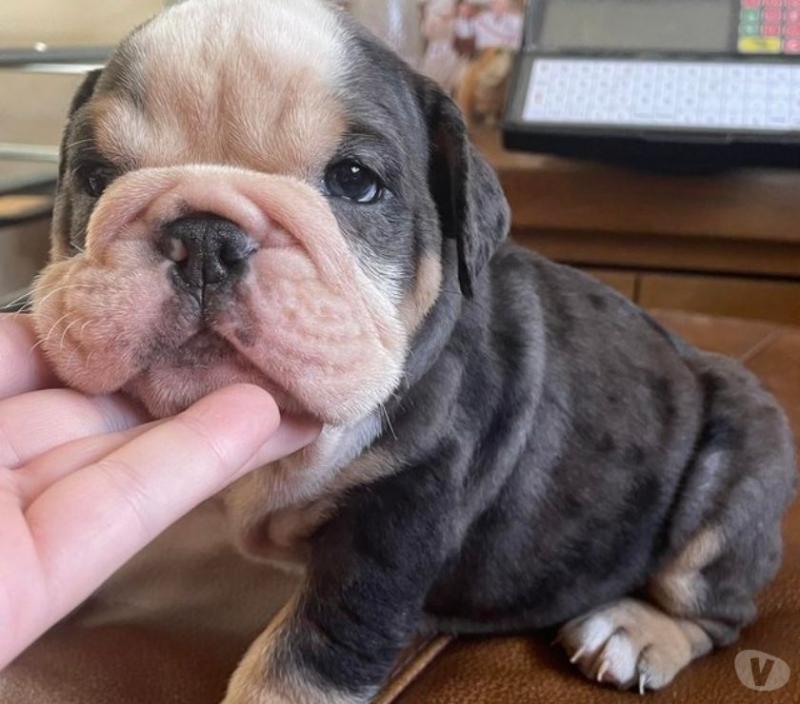 English Bulldog pups CKC reg available❤️catalinamarisol3@gmail.com❤️(201) 742-7157 Image eClassifieds4u