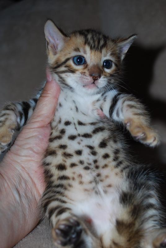 Five purebred Bengal kittens are ready for booking❤️catalinamarisol3@gmail.com❤️ Image eClassifieds4u