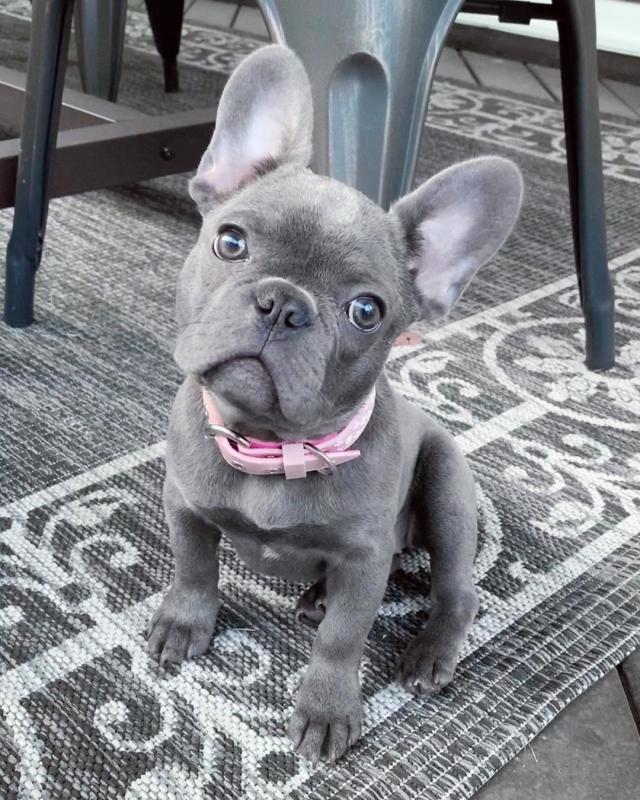 French Bulldog Puppies Ready For Their New Home Image eClassifieds4u
