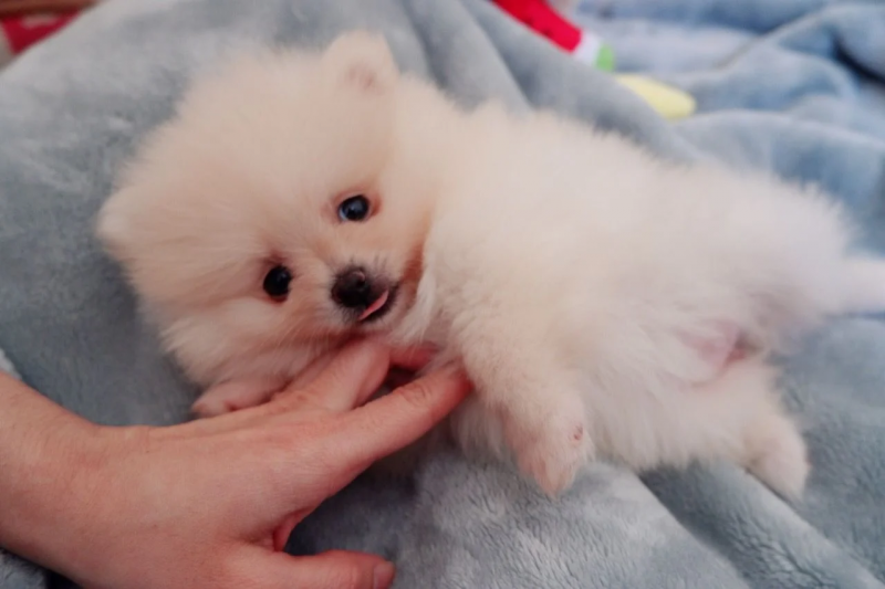 Gorgeous little Pomeranian boy*catalinamarisol3@gmail.com*(201) 742-7157 Image eClassifieds4u