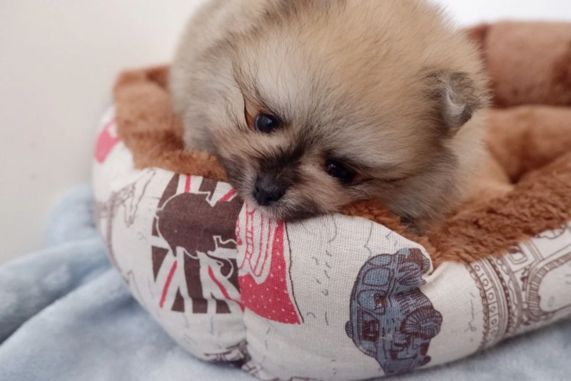 Gorgeous little Pomeranian boy*catalinamarisol3@gmail.com*(201) 742-7157 Image eClassifieds4u