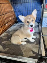 ❣️Beautiful Corgi mix Pomeranian puppies *catalinamarisol3@gmail.com*(201) 742-7157 Image eClassifieds4u 1