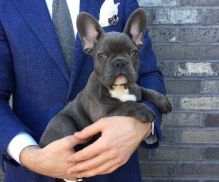 !Males French Bulldog only available!❤️catalinamarisol3@gmail.com❤️(201) 742-7157 Image eClassifieds4u 2