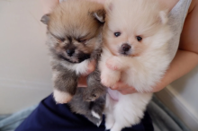 3 Tea cup Pomeranian❤️catalinamarisol3@gmail.com❤️(201) 742-7157 Image eClassifieds4u 4