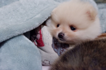 3 Tea cup Pomeranian❤️catalinamarisol3@gmail.com❤️(201) 742-7157 Image eClassifieds4u 3