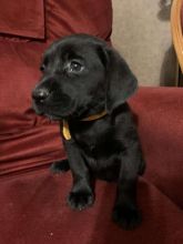 4 month old chocolate lab❤️catalinamarisol3@gmail.com❤️(201) 742-7157 Image eClassifieds4u 3