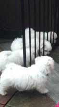Adorable Maltese puppies for sale!!Email petsfarm21@gmail.com or text (831)-512-9409 Image eClassifieds4U
