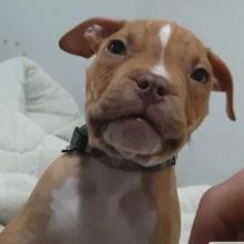 Beautiful CLASSIC American Pitbull Terrier PUPPIES❤️catalinamarisol3@gmail.com❤️(201) 742-71 Image eClassifieds4u 4