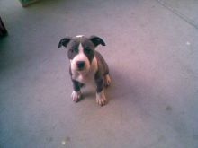 Beautiful CLASSIC American Pitbull Terrier PUPPIES❤️catalinamarisol3@gmail.com❤️(201) 742-71 Image eClassifieds4u 2