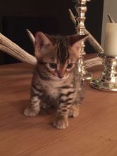 Bengal mix kittens available❤️catalinamarisol3@gmail.com❤️(201) 742-7157 Image eClassifieds4u 3