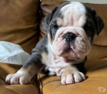 English Bulldog pups CKC reg available❤️catalinamarisol3@gmail.com❤️(201) 742-7157 Image eClassifieds4u 1
