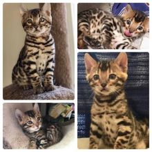Five purebred Bengal kittens are ready for booking❤️catalinamarisol3@gmail.com❤️ Image eClassifieds4u 1