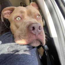 Looking for a nice home for my handsome boy *catalinamarisol3@gmail.com*(201) 742-7157 Image eClassifieds4u 2