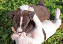 🟥🍁🟥 ADORABLE CANADIAN 💗🍀PITBULL 🐕🐕PUPPIES 🟥🍁🟥 Image eClassifieds4U