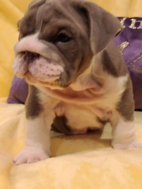 some English Bulldog pups ready❤️catalinamarisol3@gmail.com❤️(201) 742-7157 Image eClassifieds4u