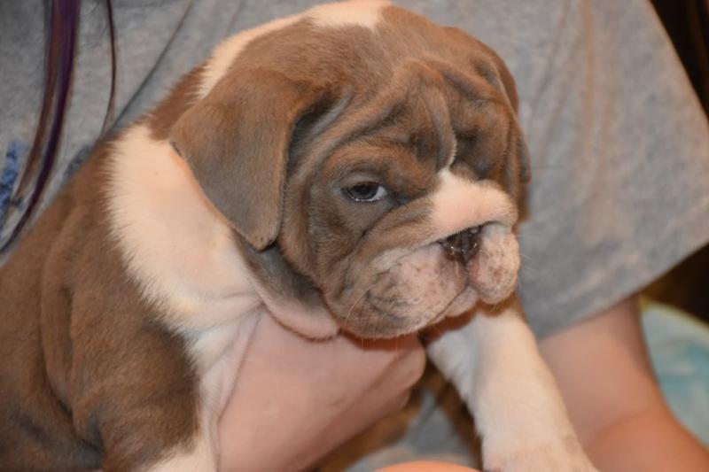 some English Bulldog pups ready❤️catalinamarisol3@gmail.com❤️(201) 742-7157 Image eClassifieds4u