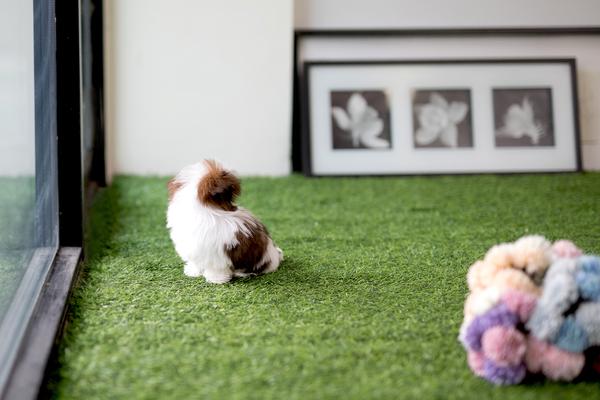 Teacup Shih Tzu Puppies ready for sale!email shihtzupuppies11@gmail.com or text (831)-512-9409 Image eClassifieds4u