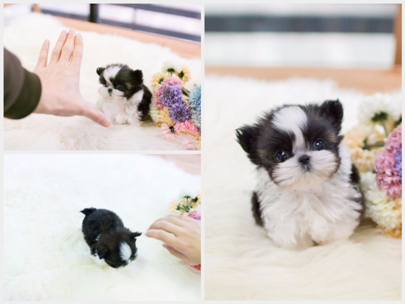 Teacup Shih Tzu Puppies ready for sale!Email shihtzupuppies11@gmail.com or text (510)-344-7310. Image eClassifieds4u