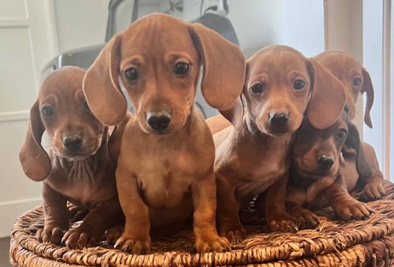 ❤️Pedigree CKC Dachshund puppies❤️*catalinamarisol3@gmail.com*(201) 742-7157 Image eClassifieds4u