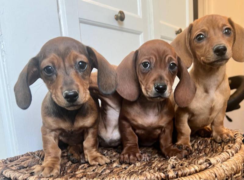 ❤️Pedigree CKC Dachshund puppies❤️*catalinamarisol3@gmail.com*(201) 742-7157 Image eClassifieds4u