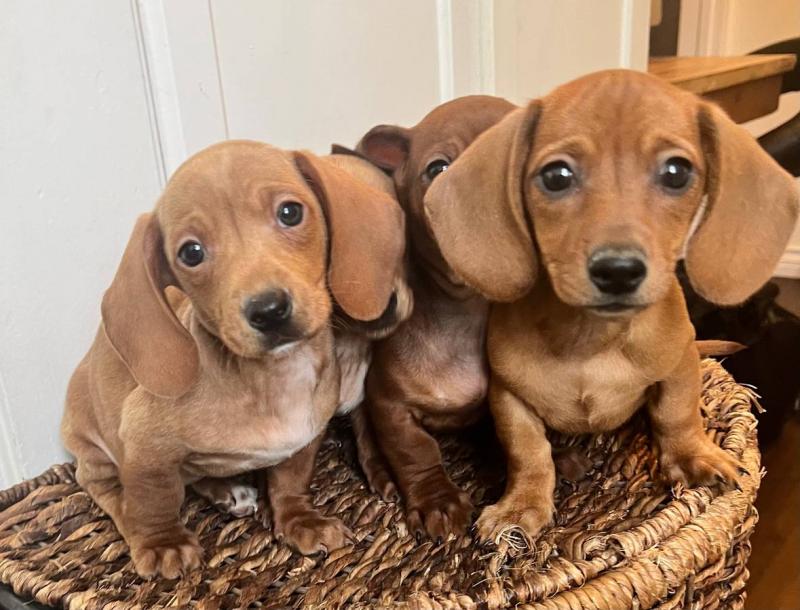 ❤️Pedigree CKC Dachshund puppies❤️*catalinamarisol3@gmail.com*(201) 742-7157 Image eClassifieds4u