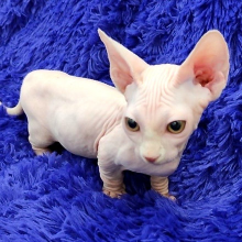 ❤️We favour to rehome our Sphynx kittens❤️*catalinamarisol3@gmail.com*(201) 742-7157
