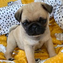 Pug Puppies For Free Adoption