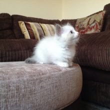 🇨🇦🇨🇦Maine Coon kittens ready to be rehomed Txt or Call Us at (647)247-8422🇨🇦🇨