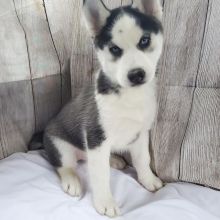 SIBERIAN HUSKY PUPPIES AVAILABLE FOR FREE ADOPTION