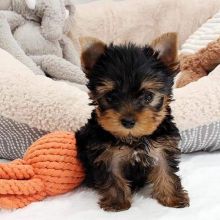YORKIE PUPPIES READY TO GO