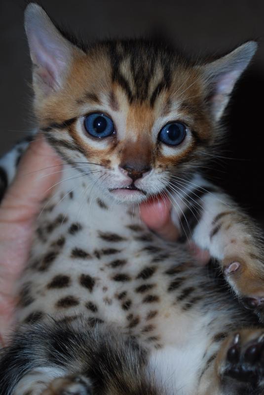 BROWN AND SNOW BENGAL KITTENS available❤️catalinamarisol3@gmail.com❤️(201) 742-7157 Image eClassifieds4u