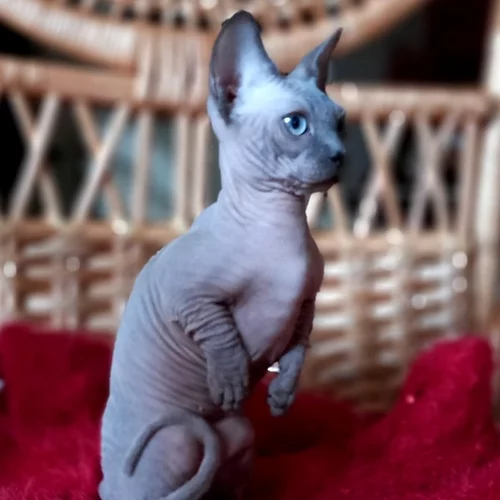Gorgeous & playful champagne Sphyx Kittens available for sale.❤️catalinamarisol3@gmail.com❤️ Image eClassifieds4u