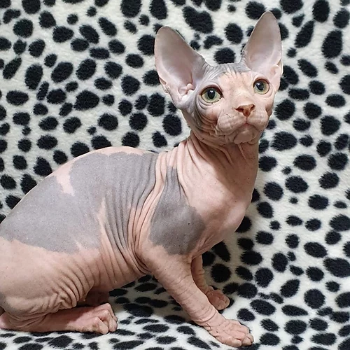 I am offering super beautiful Sphynx kittens.❤️catalinamarisol3@gmail.com❤️ Image eClassifieds4u