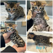 ❤️4 month old bengal kitten❤️Txt or Call Us at (647)247-8422🇨🇦🇨🇦 Image eClassifieds4u 2