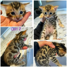 ❤️4 month old bengal kitten❤️Txt or Call Us at (647)247-8422🇨🇦🇨🇦 Image eClassifieds4u 3