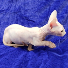 ❤️We favour to rehome our Sphynx kittens❤️*catalinamarisol3@gmail.com*(201) 742-7157 Image eClassifieds4u 3